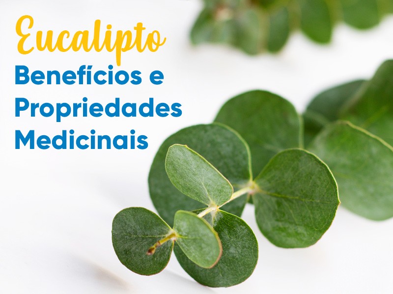 Eucalipto: benefcios e propriedades medicinais